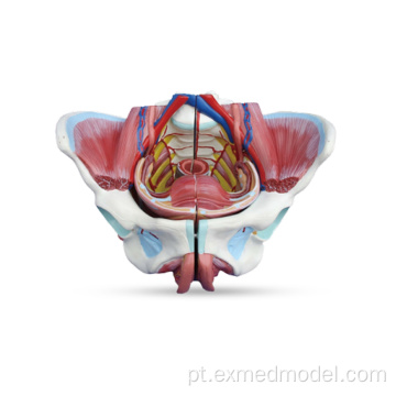 Pelvis feminina com genital, vasos sanguíneos e nervos